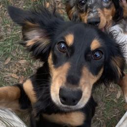 Evie - Dachshund