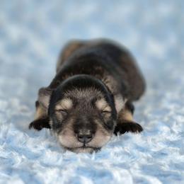 Cooper - Salt and pepper male Miniature Schnauzer puppy in Ely, Nevada from Great Basin Miniature Schnauzers