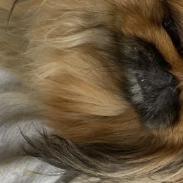 Cardigan Welsh Corgis and Pekingese from Patrick Ormos' Corgis and Pekingese