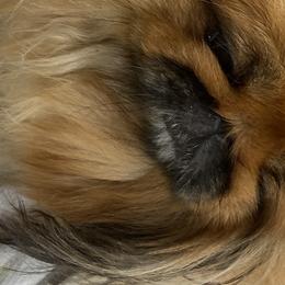 Cardigan Welsh Corgis and Pekingese from Patrick Ormos' Corgis and Pekingese