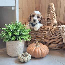 F1B Meet Caramel :) - Blenheim male Cavapoo puppy in Centerville, Iowa from Barnyard Dachshunds, Dals & Doodles