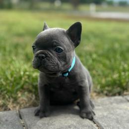 Zeus - Blue male French Bulldog puppy in Salisbury, Maryland from 77 Frenchies Maryland