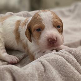 Cooper - Orange and white male Brittany puppy in Alma, Georgia from Edenbright Brittanys