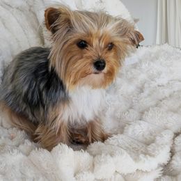 Posie - Yorkshire Terrier