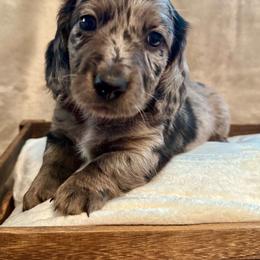 Stevie - Dapple female Dachshund puppy in Franklin, Tennessee from Wendy's Weenies