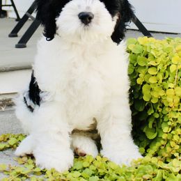 Cockapoo Puppies from Lulu's Cockapoos