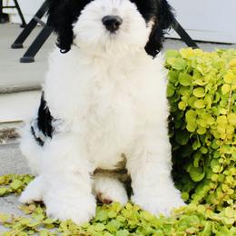 Cockapoo Puppies from Lulu's Cockapoos