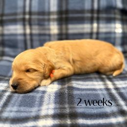 Orange - Cream female Goldendoodle puppy in Fayetteville, Arkansas from Mountain Grove Doodles