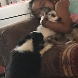 Toy Australian Shepherd All Grown Up from The Ranch of the Sun Toy Aussies