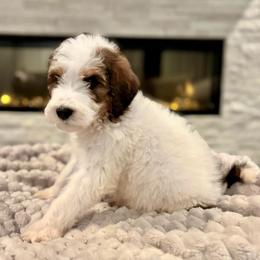 Bourbon - Sable male Bernedoodle puppy in Spring, Texas from Sterling Star Doodles