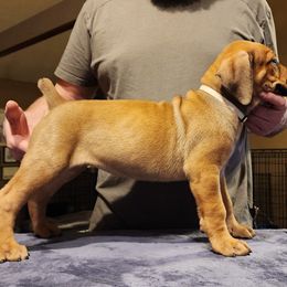white - Boerboel puppy in Naples, New York from Freedom Boerboels LLC