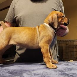 white - Boerboel puppy in Naples, New York from Freedom Boerboels LLC
