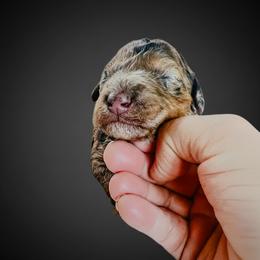 Nola - Merle female Whoodle puppy in Knoxville, Tennessee from Fleury Farm Doodles TN