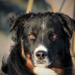 Nash - Australian Shepherd