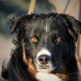 Nash - Australian Shepherd