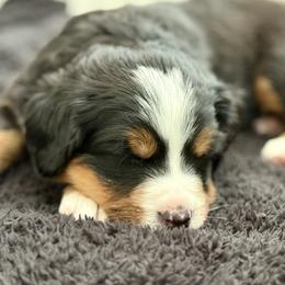 Bernese Mountain Dog Puppies from Cocos Puppy Tales