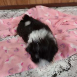 Girl 2 - Black and white Shih Tzu puppy in Austin, Minnesota from Bearpaw Shih Tzus