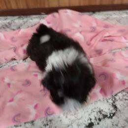 Girl 2 - Black and white Shih Tzu puppy in Austin, Minnesota from Bearpaw Shih Tzus