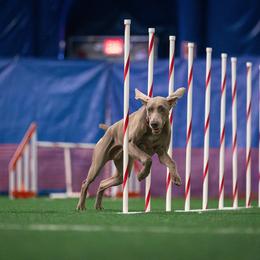 Weimaraner All Grown Up from Camelot Talk About Weimaraner