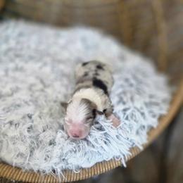 Walnut - Blue merle male Miniature Australian Shepherd puppy in Killen, Alabama from Wilkers Wholehearted Mini Aussies