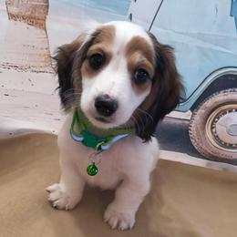 Beef - Piebald male Dachshund puppy in Grove, Oklahoma from Dachs on the lake