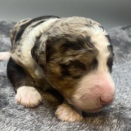 Cindy - Chocolate merle female Bernedoodle puppy in New Ringgold, Pennsylvania from Hawk Mountain Doodles