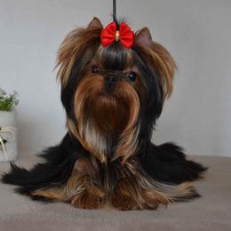 Mario - Yorkshire Terrier