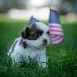 Brio - Liver and white male Shih Tzu puppy in Montrose, Colorado from Nana's Happy Pups