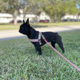 Stella - French Bulldog