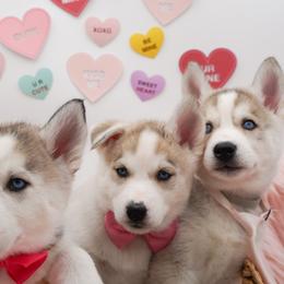 Siberian Husky Puppies from HuskiesWithFinesse