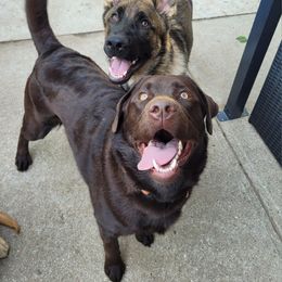 Labrador Retriever Puppies from Rose Gold Retrievers