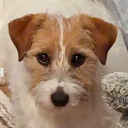Russell Terrier Puppies from Awesome Pups