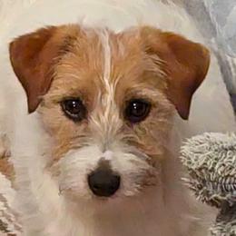 Russell Terrier Puppies from Awesome Pups