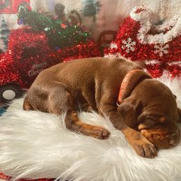 Orange collar male - Red and rust male Doberman Pinscher puppy in Madison, Indiana from Jensen Dobermans and Dachshunds