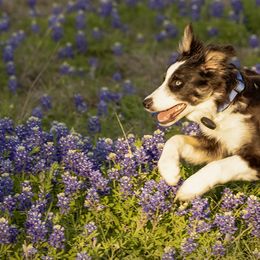 Border Collie Puppies from Bond Border Collies
