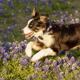 Border Collie Puppies from Bond Border Collies