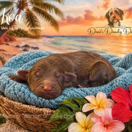 Koa - Red male Aussiedoodle puppy in Roebuck, South Carolina from Dani's Dandy Doodles