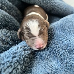 Black collar - Chocolate male Labradoodle puppy in Manor, Texas from The Lovadoodles of Texas