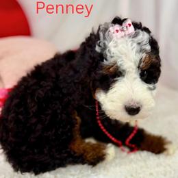 Penney - Tri-color female Bernedoodle puppy in Wellsville, Kansas from Fancy Farm Manor Doodles