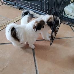 Shih Tzu Puppies from R&R Shih-Tzus
