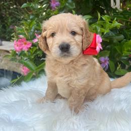 Ranger - Cream male Goldendoodle puppy in The Woodlands, Texas from Gracie's Goldendoodles and Bernedoodles