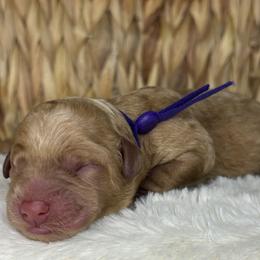 Purple - Apricot female Goldendoodle puppy in Cleveland, Georgia from The O.G. Doodles