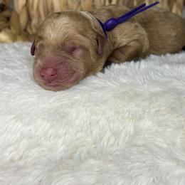 Purple - Apricot female Goldendoodle puppy in Cleveland, Georgia from The O.G. Doodles