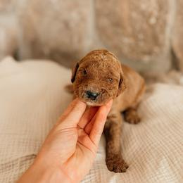Lincoln - Red  male Goldendoodle puppy in Yukon, Oklahoma from Bows and Ties Doodles, LLC