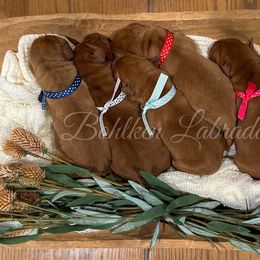 3rd Pick Female out of 4 - Yellow female Labrador Retriever puppy in Mt. Vernon, Texas from Bohlken Labradors