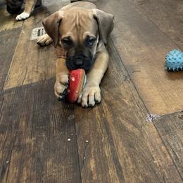 Male - Fawn male Boerboel puppy in Flemingsburg, Kentucky from Aussgardian Boerboels