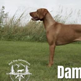 Vizslas from Red Dog Adventures