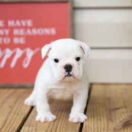 Bulldog Puppies from Brandywine Bulldogs