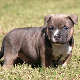 Boaz - Blue tri-color male American Bully puppy in Easton, Maryland from Night Court Bullies