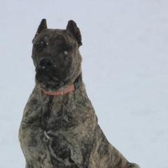 Perro de Presa Canarios from Canarian Bull Kennel